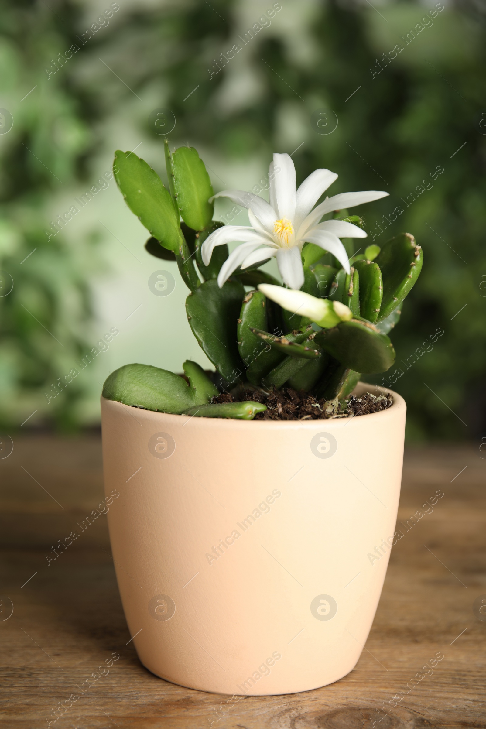 Photo of Beautiful blooming Schlumbergera (Christmas or Thanksgiving cactus) in pot on wooden table