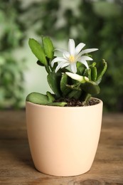 Beautiful blooming Schlumbergera (Christmas or Thanksgiving cactus) in pot on wooden table