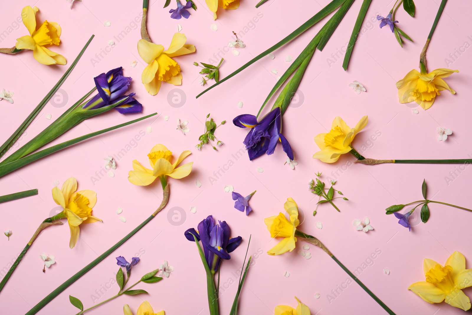 Photo of Flat lay composition of beautiful yellow daffodils and blue iris flowers on pink background