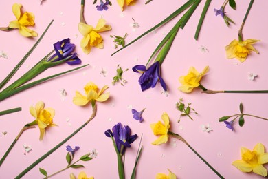 Flat lay composition of beautiful yellow daffodils and blue iris flowers on pink background