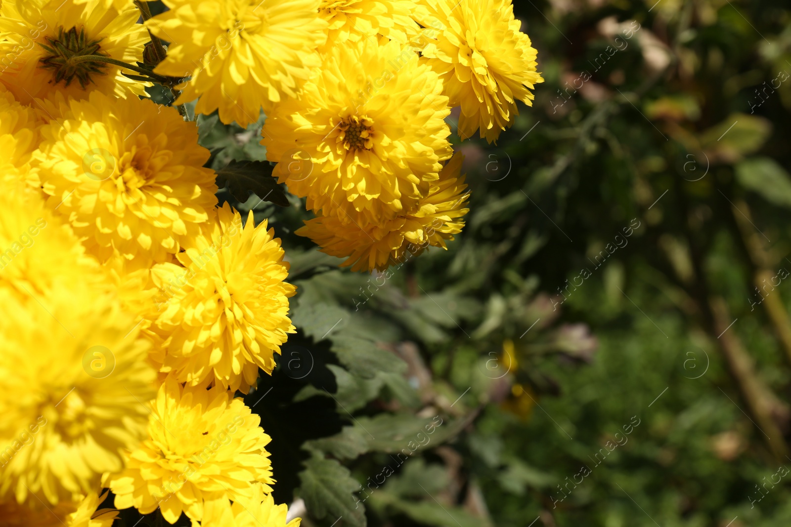 Photo of Beautiful yellow chrysanthemum flowers growing in garden, space for text