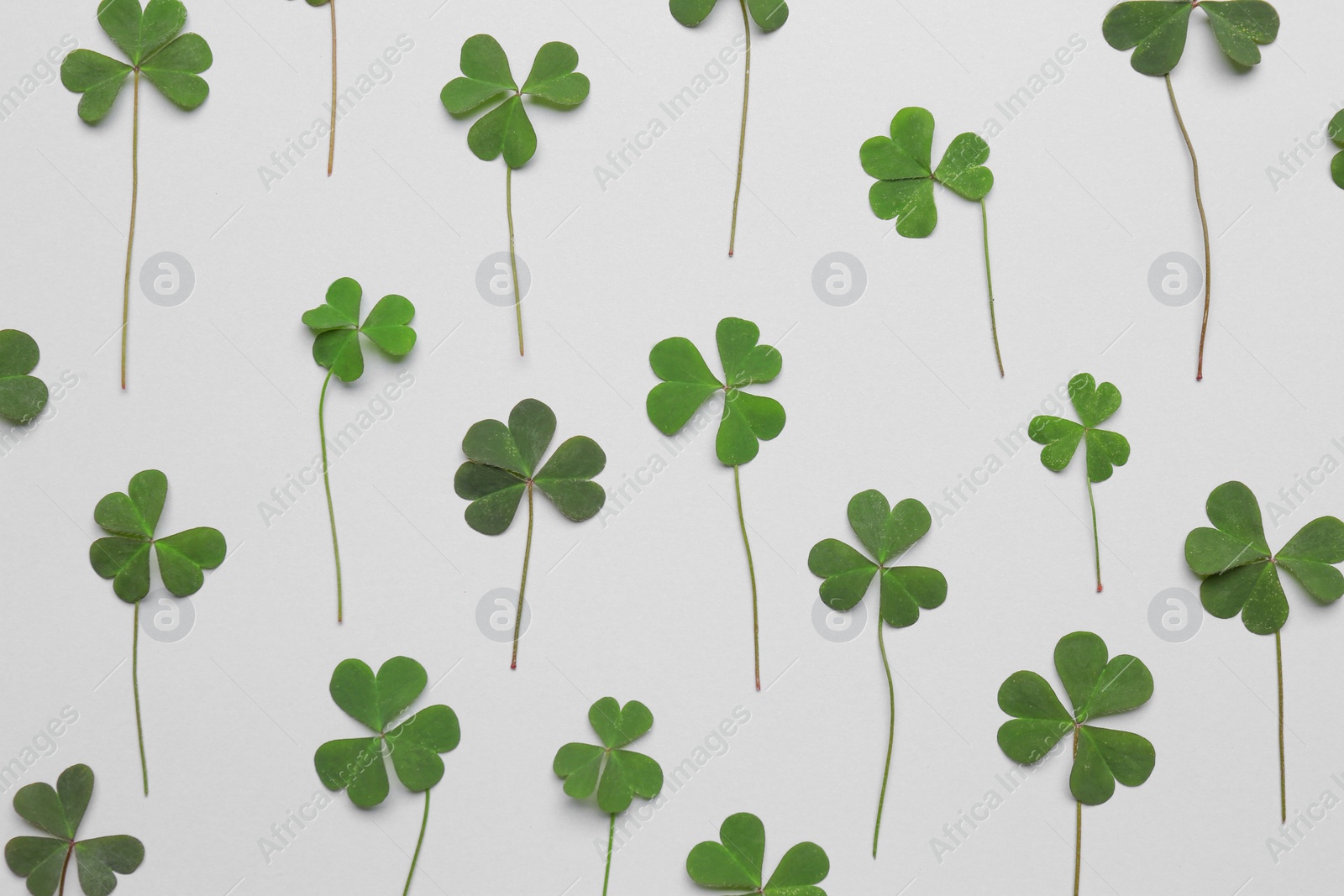 Photo of Green clover leaves on white background, flat lay