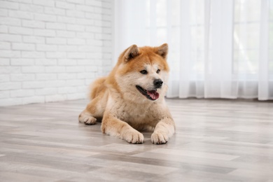 Cute Akita Inu dog on floor near window indoors