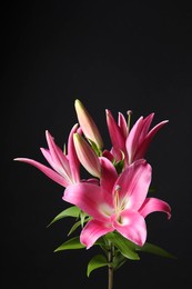 Photo of Beautiful pink lily flowers on black background, space for text