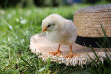Cute chick and straw hat on green grass outdoors, closeup. Baby animal