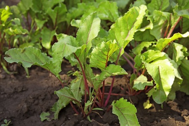 Green beet plant growing in vegetable garden