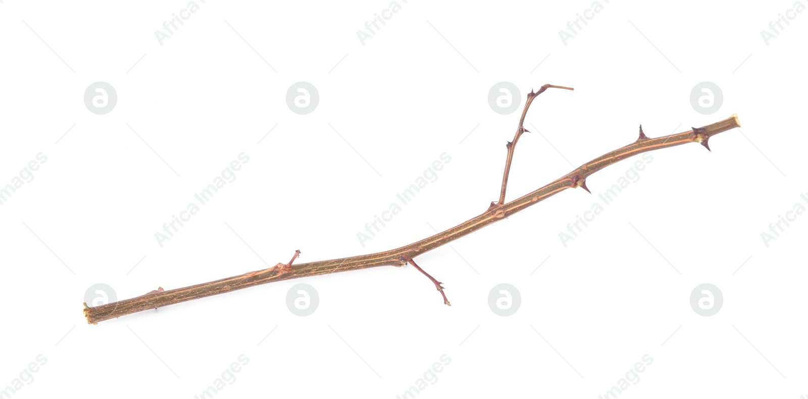 Photo of One dry tree twig with thorns isolated on white