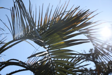 Photo of Beautiful palm tree against blue sky, closeup