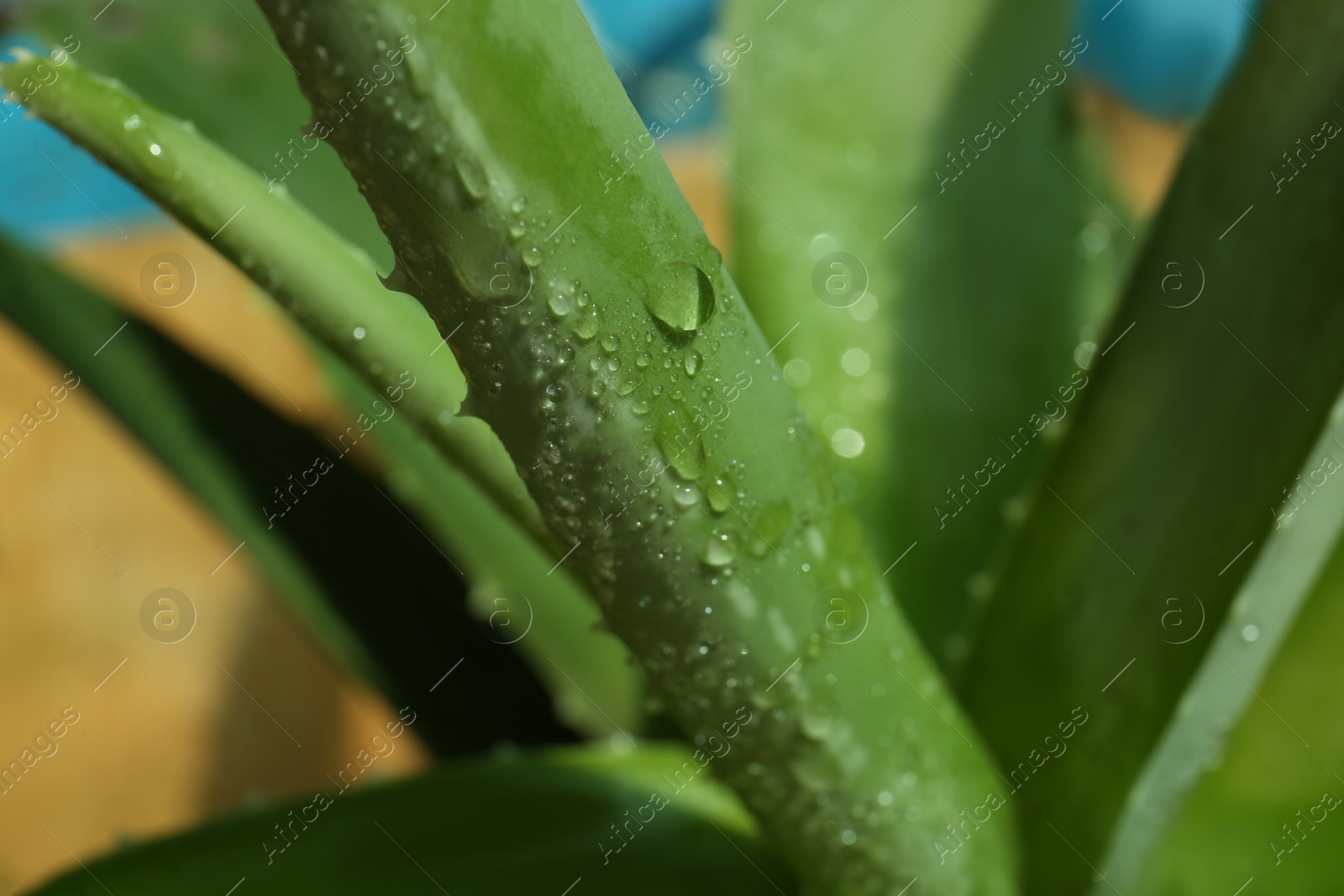 Photo of Beautiful green aloe vera plant with water drops on blurred background, closeup