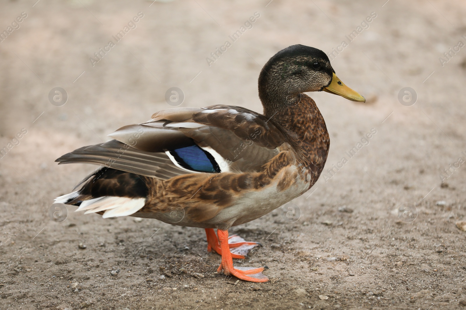 Photo of Beautiful female mallard in zoo. Wild duck