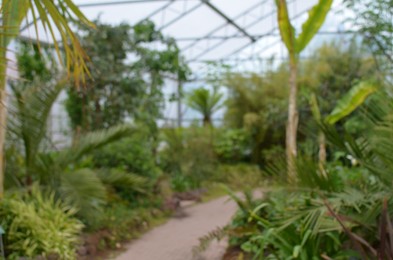 Blurred view of different beautiful plants growing in greenhouse