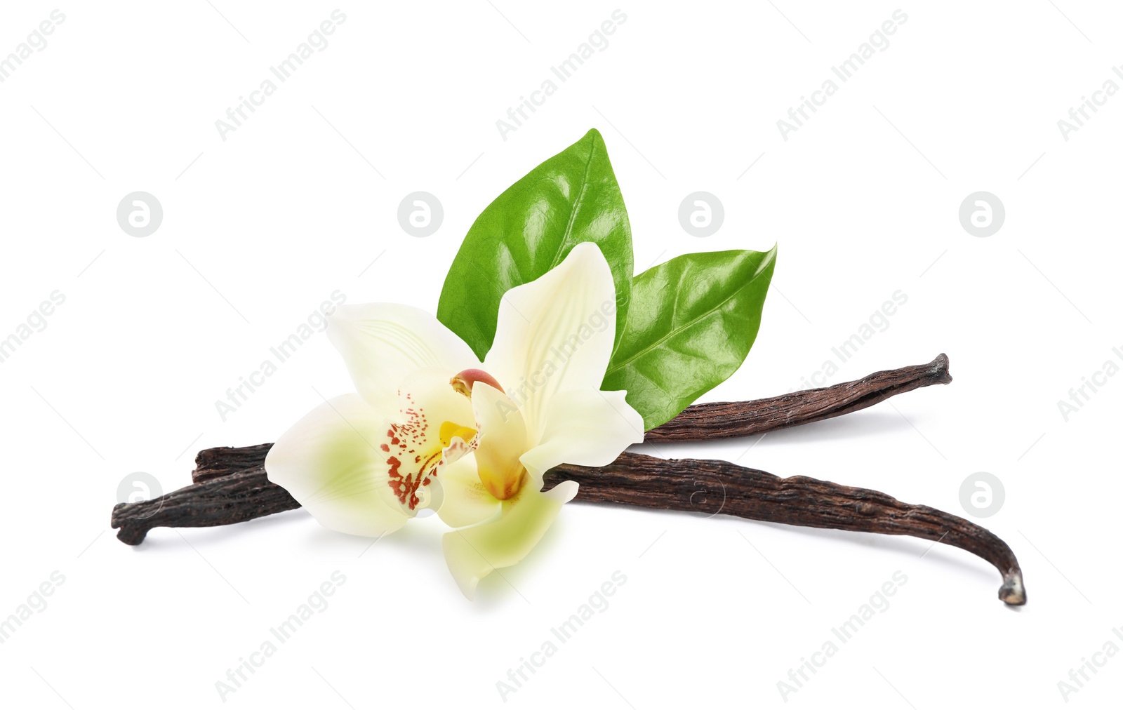 Image of Dried aromatic vanilla sticks, beautiful flower and green leaves on white background