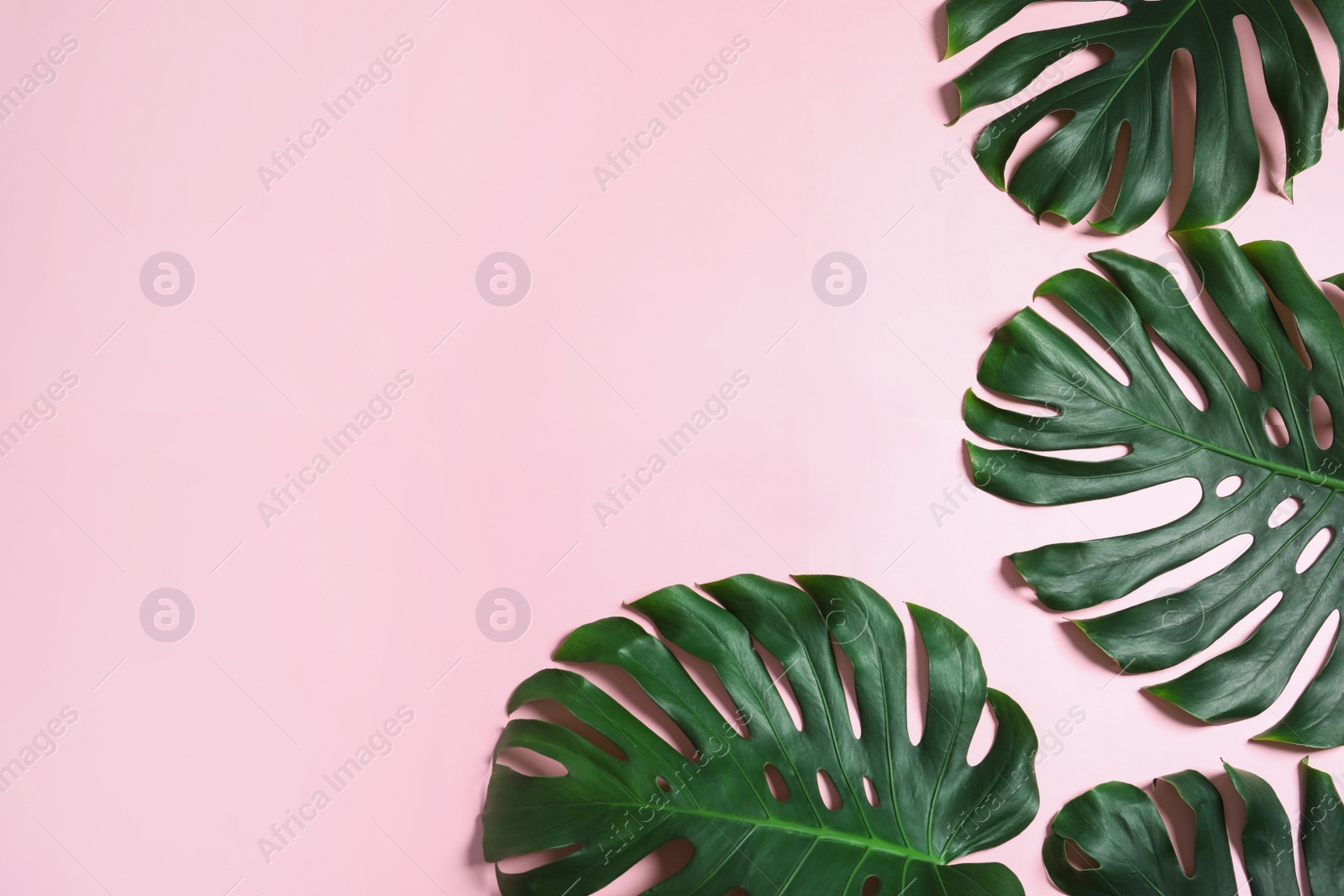 Photo of Green fresh monstera leaves on color background, flat lay with space for text. Tropical plant