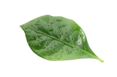 Leaf of coffee plant with water drops isolated on white