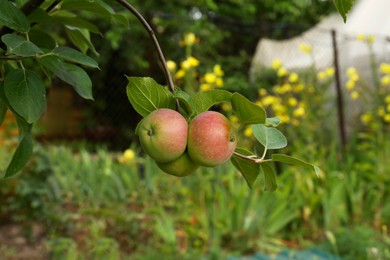 Apples and leaves on tree branch in garden