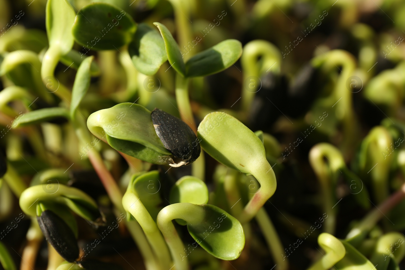 Photo of Growing microgreens. Many sprouted sunflower seeds as background, closeup