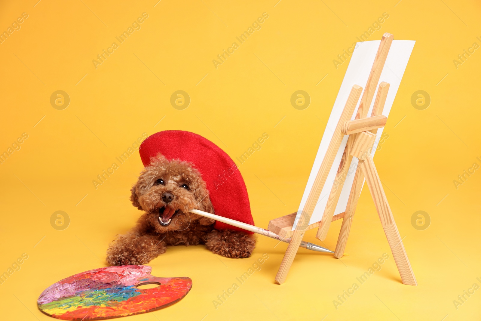 Photo of Cute Maltipoo in red beret holding brush near easel with canvas and palette on orange background. Dog artist