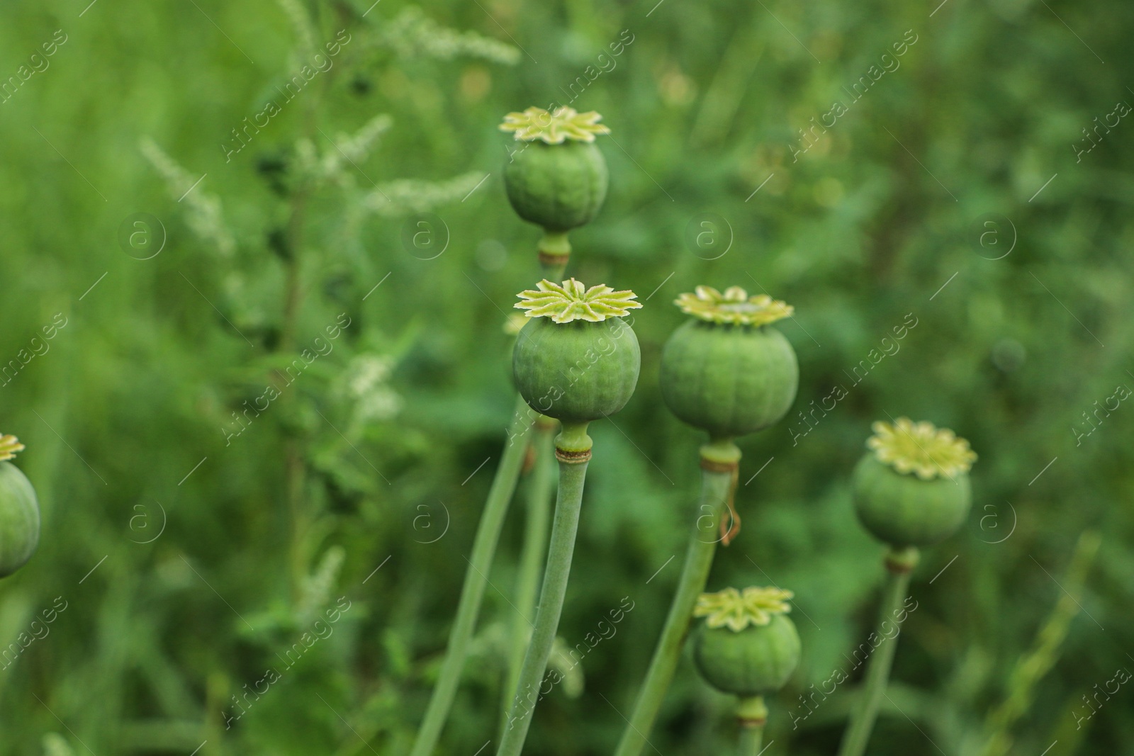 Photo of Green poppy heads growing in field, closeup. Space for text