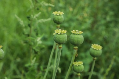 Green poppy heads growing in field, closeup. Space for text