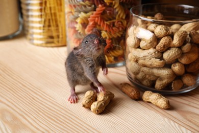 Photo of Small brown rat looking for food on wooden shelf
