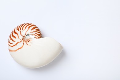 Photo of Nautilus shell on white background, top view. Space for text