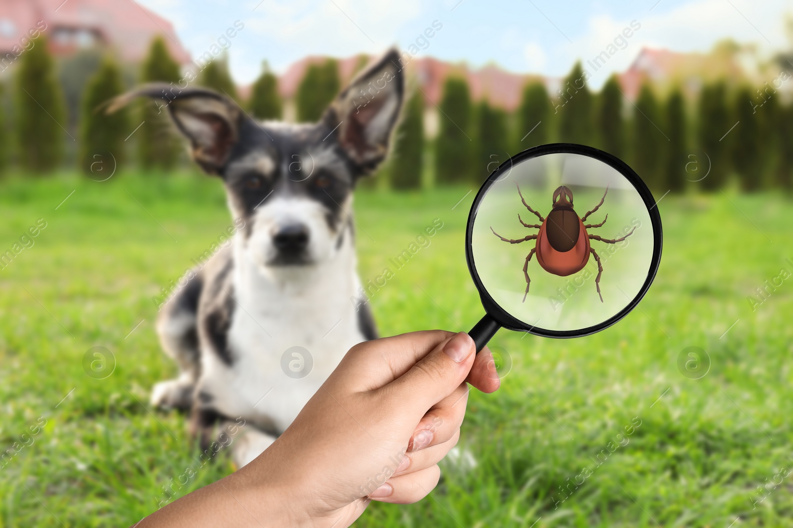 Image of Cute dog outdoors and woman showing tick with magnifying glass, selective focus. Illustration