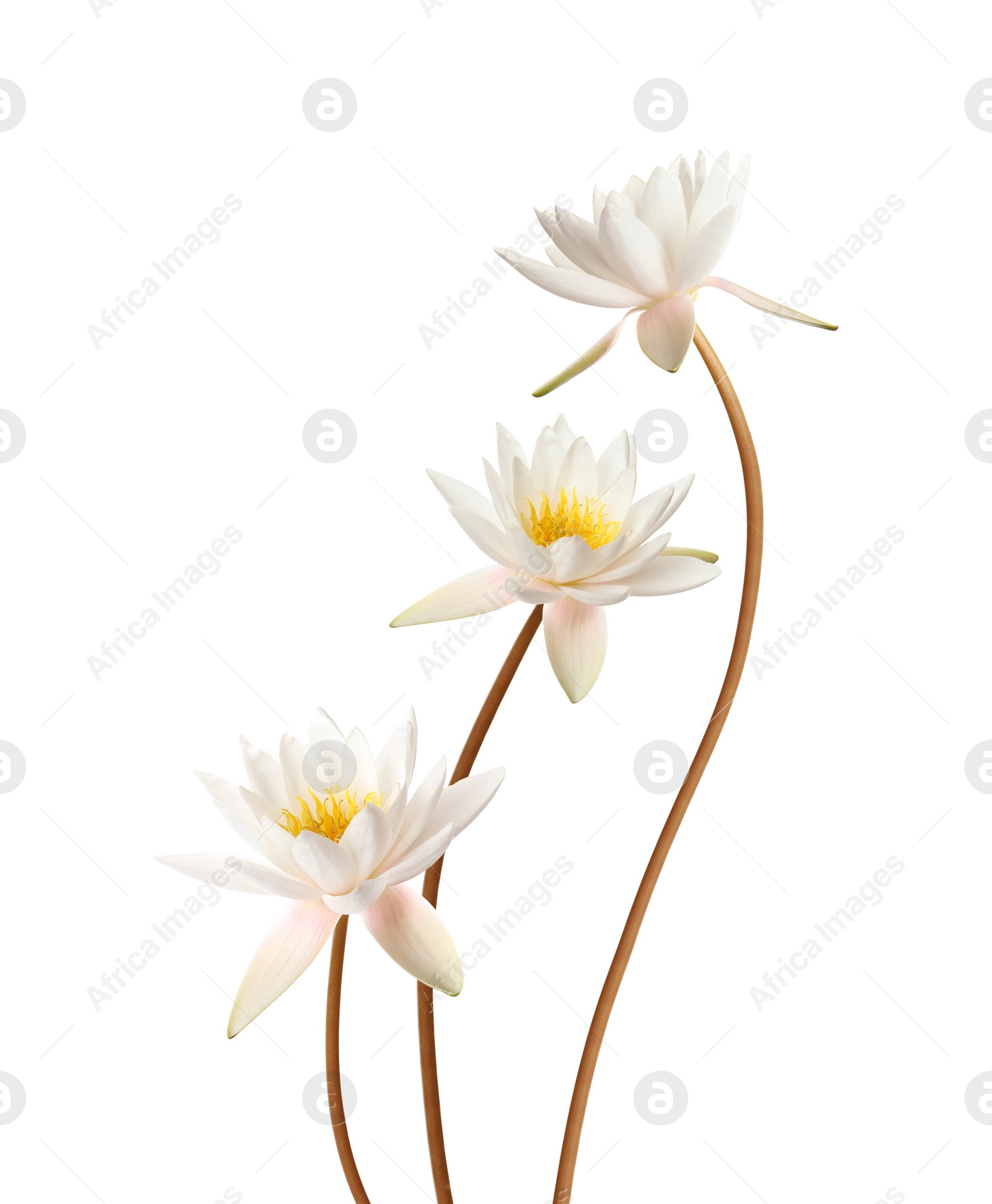 Image of Beautiful lotus flowers with long stems isolated on white