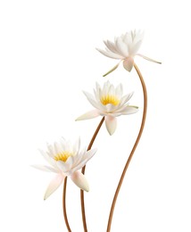 Image of Beautiful lotus flowers with long stems isolated on white