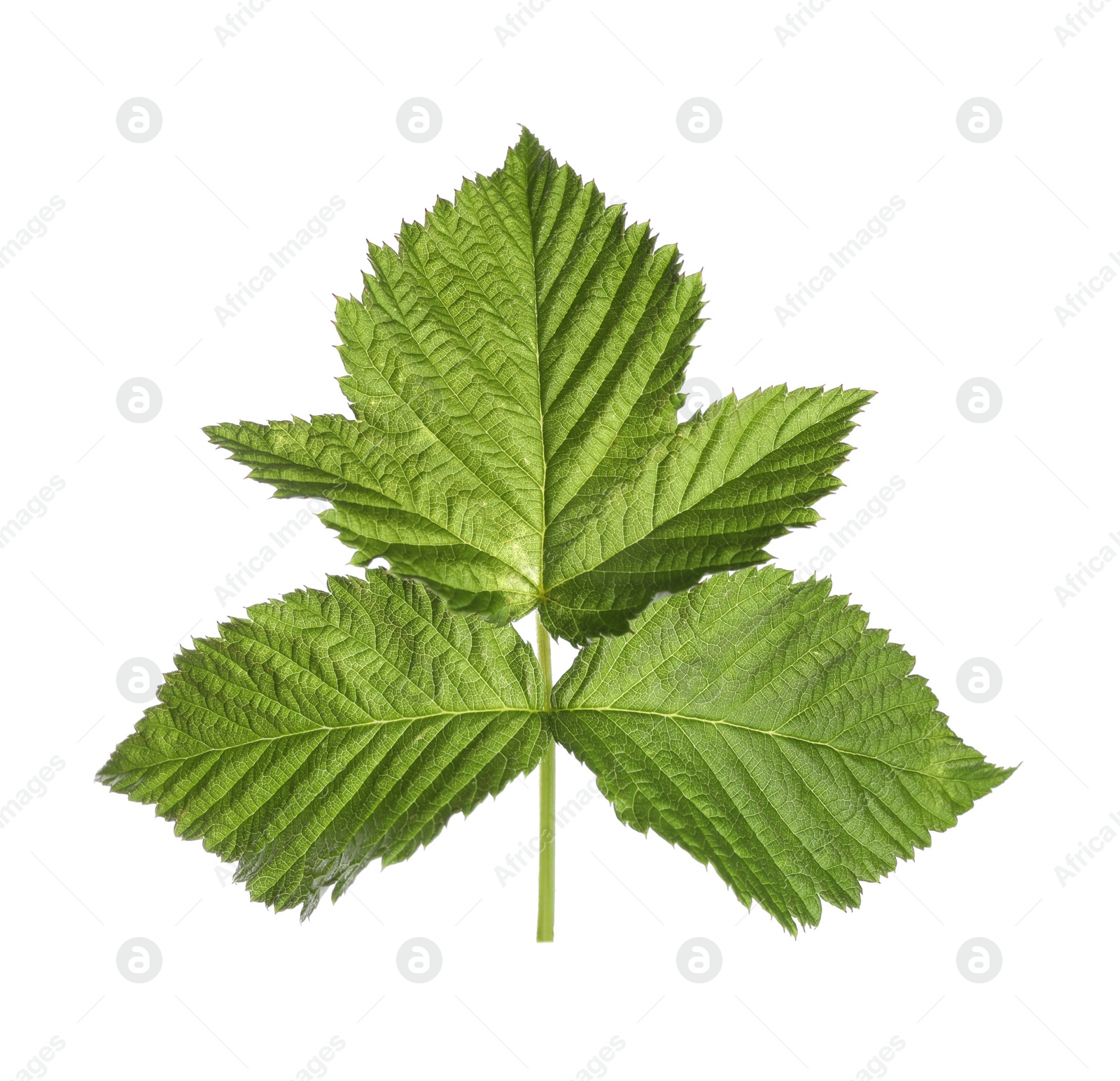 Photo of Fresh green raspberry leaves isolated on white