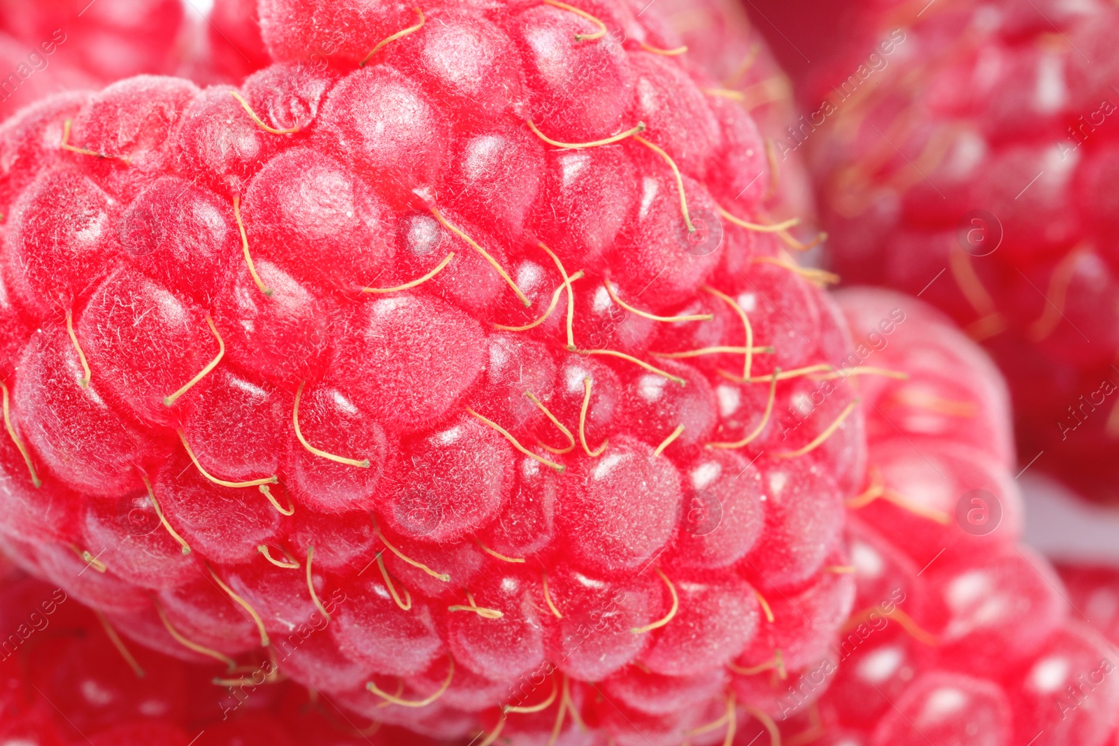 Photo of Tasty fresh ripe raspberries as background, macro view. Fresh berries