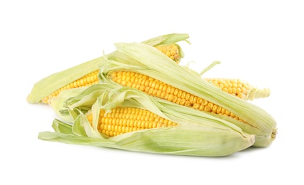 Photo of Ripe raw corn cobs with husk on white background