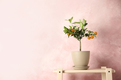 Citrus tree in pot on table against color background. Space for text