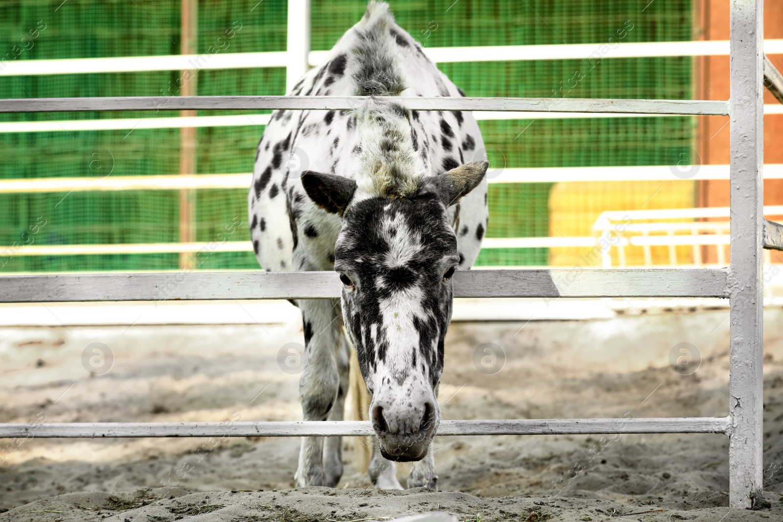 Photo of Dapple grey miniature horse at fence outdoors