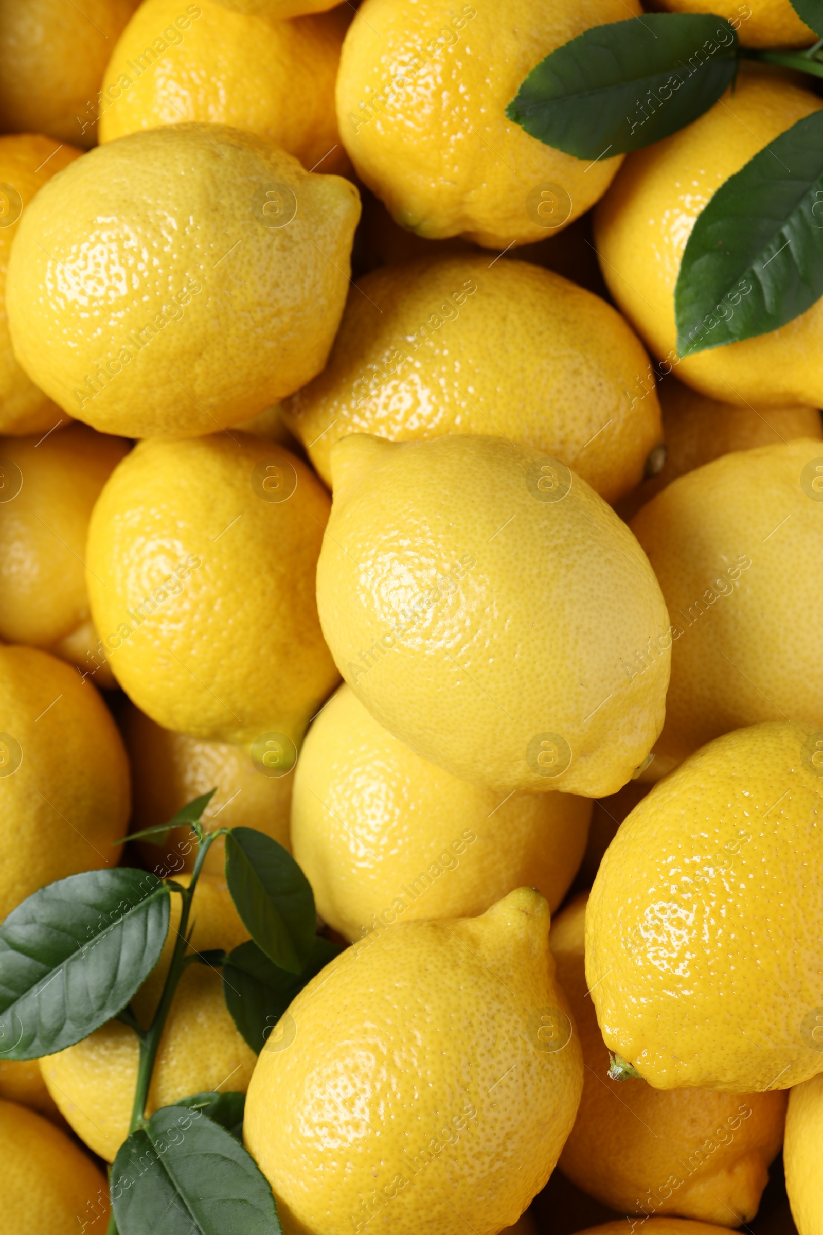 Photo of Fresh lemons and green leaves as background, top view