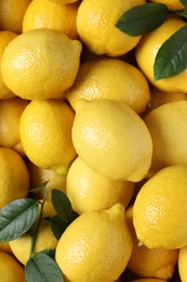 Fresh lemons and green leaves as background, top view