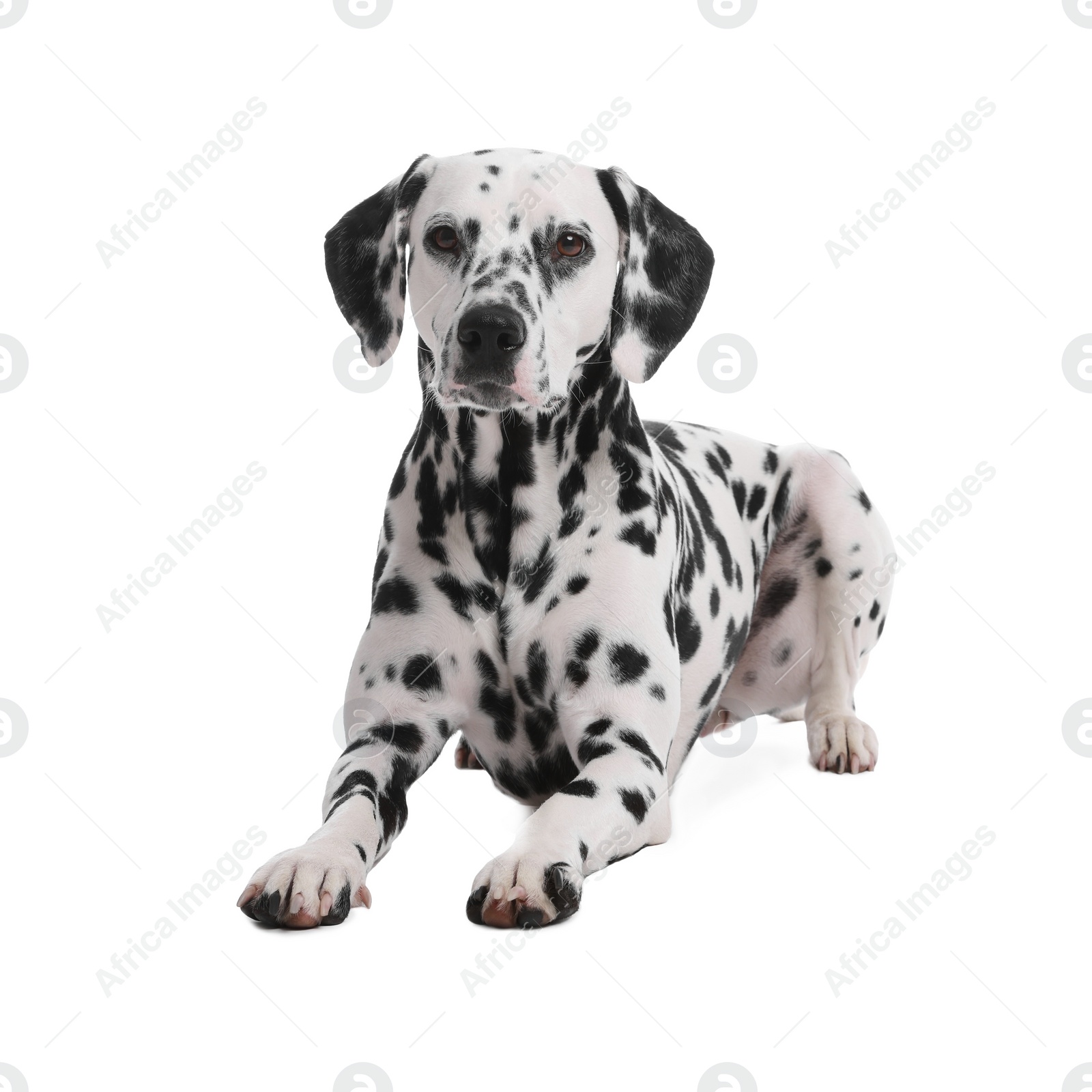 Photo of Adorable Dalmatian dog on white background. Lovely pet