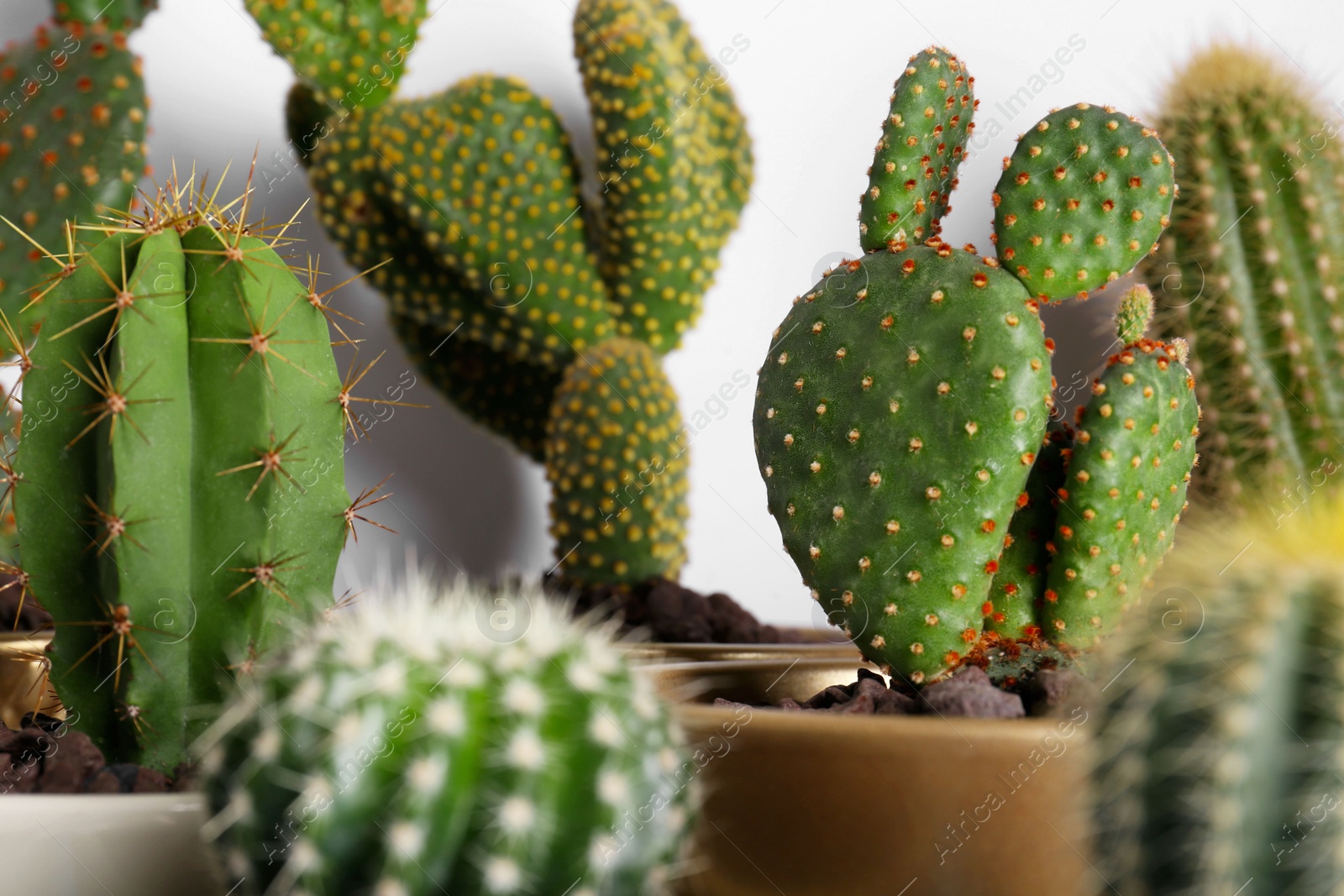 Photo of Many different beautiful cacti against white wall