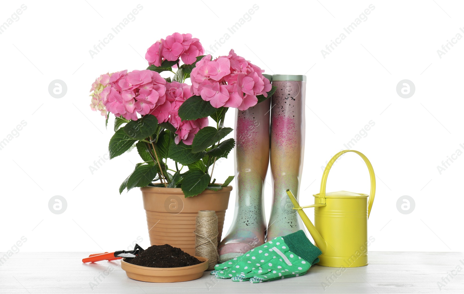 Photo of Beautiful blooming plant, garden tools and accessories on white background