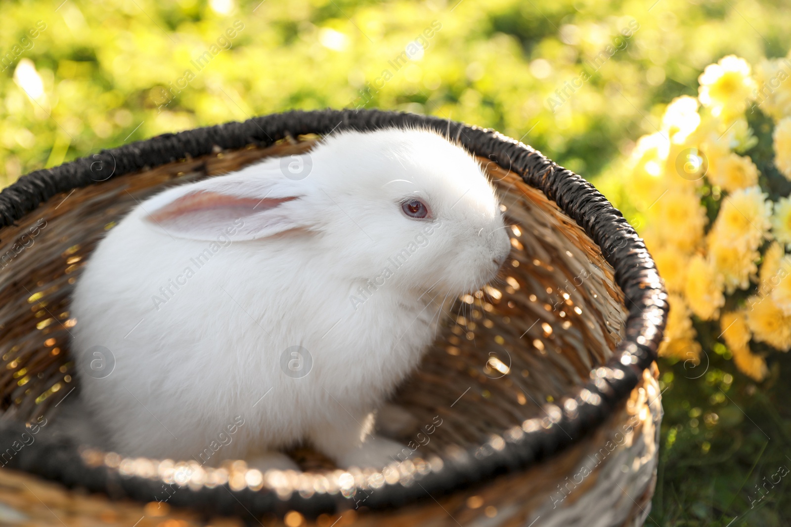 Photo of Cute white rabbit in wicker basket on grass outdoors, closeup