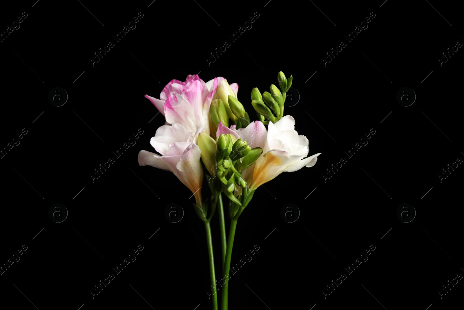 Photo of Beautiful bright freesia flowers on black background