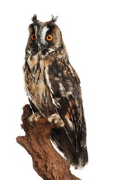 Photo of Beautiful eagle owl on twig against white background. Predatory bird