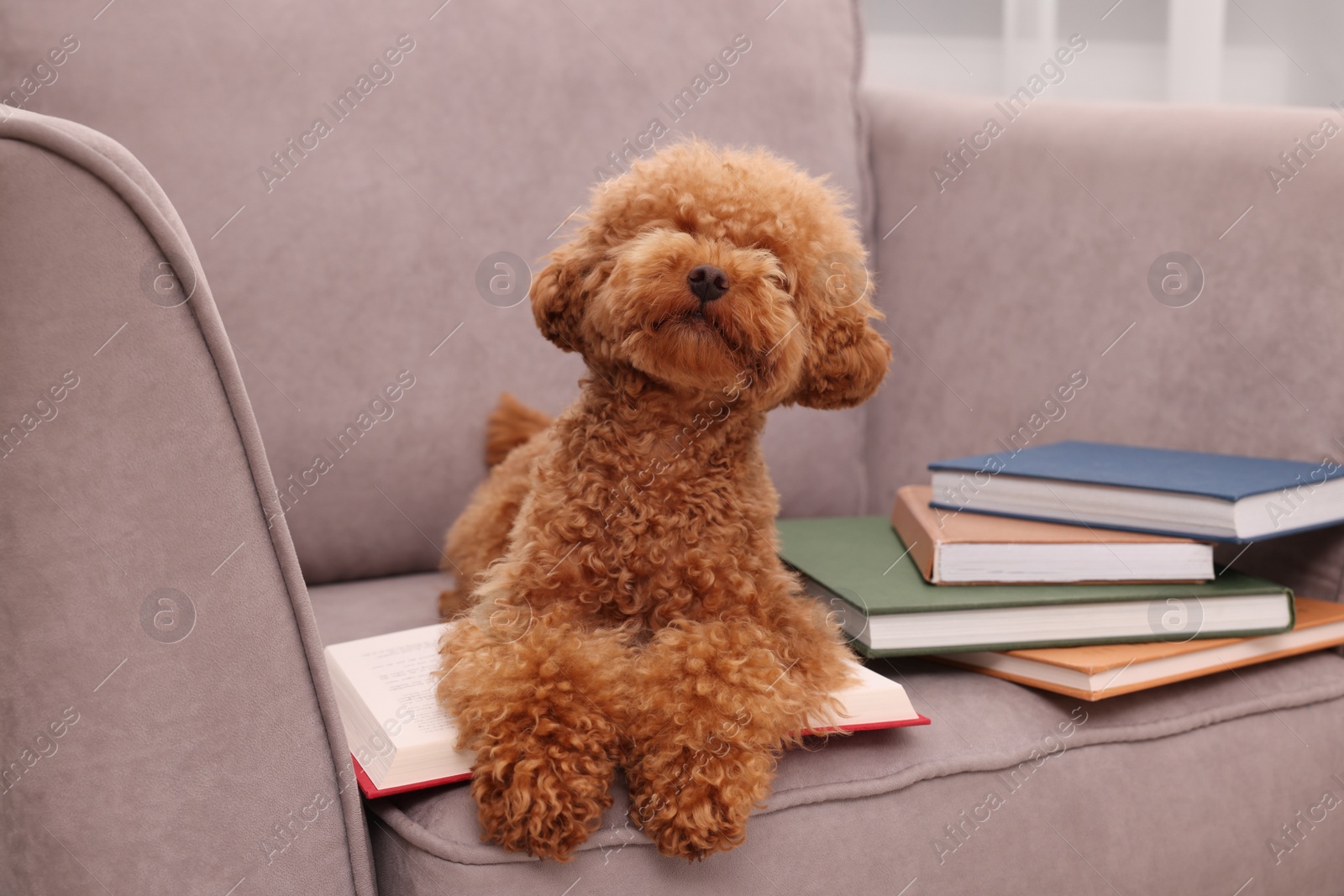 Photo of Cute Maltipoo dog with books on armchair indoors. Lovely pet