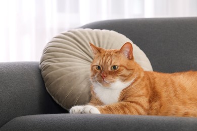 Photo of Cute fluffy ginger cat lying on sofa at home