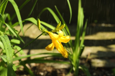 Photo of Beautiful lily in garden on rainy summer day