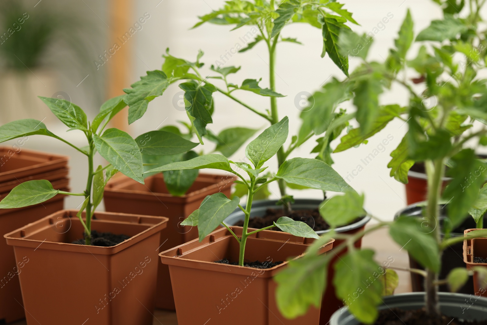 Photo of Seedlings growing in plastic containers with soil on blurred background, closeup