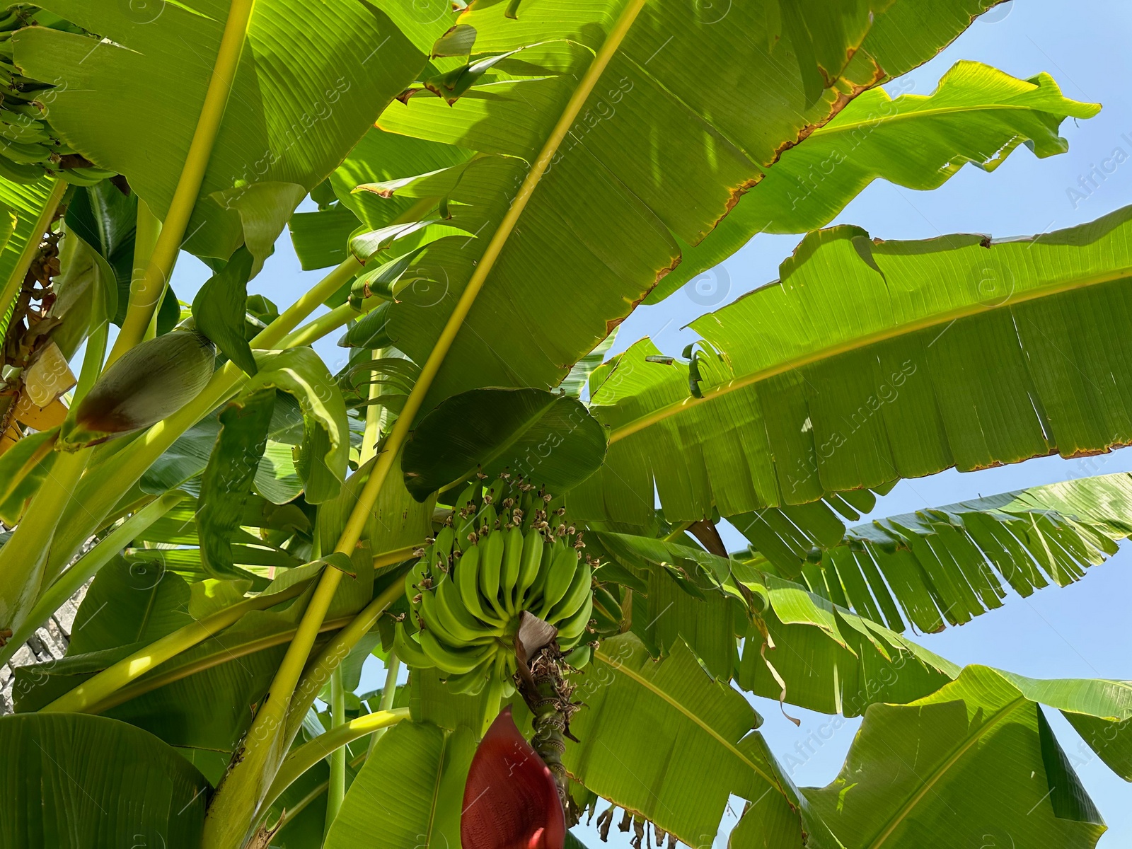 Photo of Green bananas growing on tropical tree outdoors on sunny day, low angle view