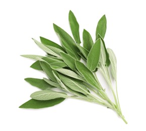 Photo of Fresh sage twig with green leaves isolated on white, top view