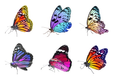 Collection of amazing bright butterflies isolated on white 