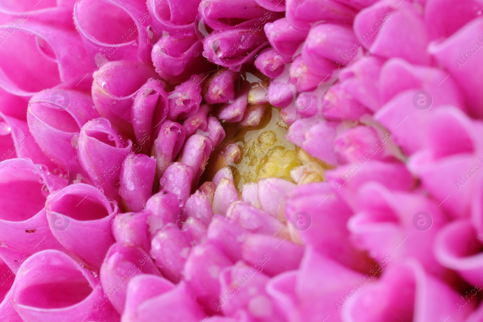 Photo of Beautiful Dahlia flower with water drops as background, macro