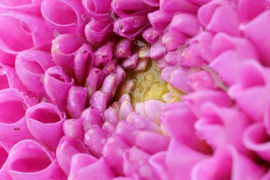Photo of Beautiful Dahlia flower with water drops as background, macro
